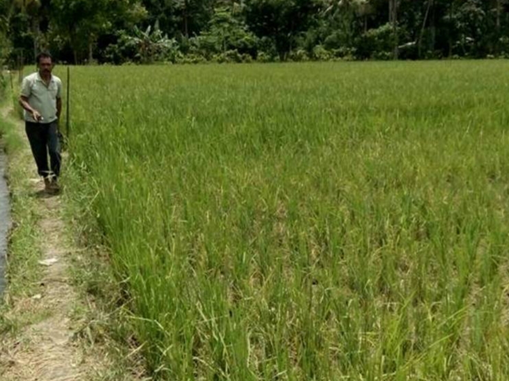 Sulit Air dan Padi Gabug, Puluhan Hektare Sawah di Bumiayu Brebes Puso