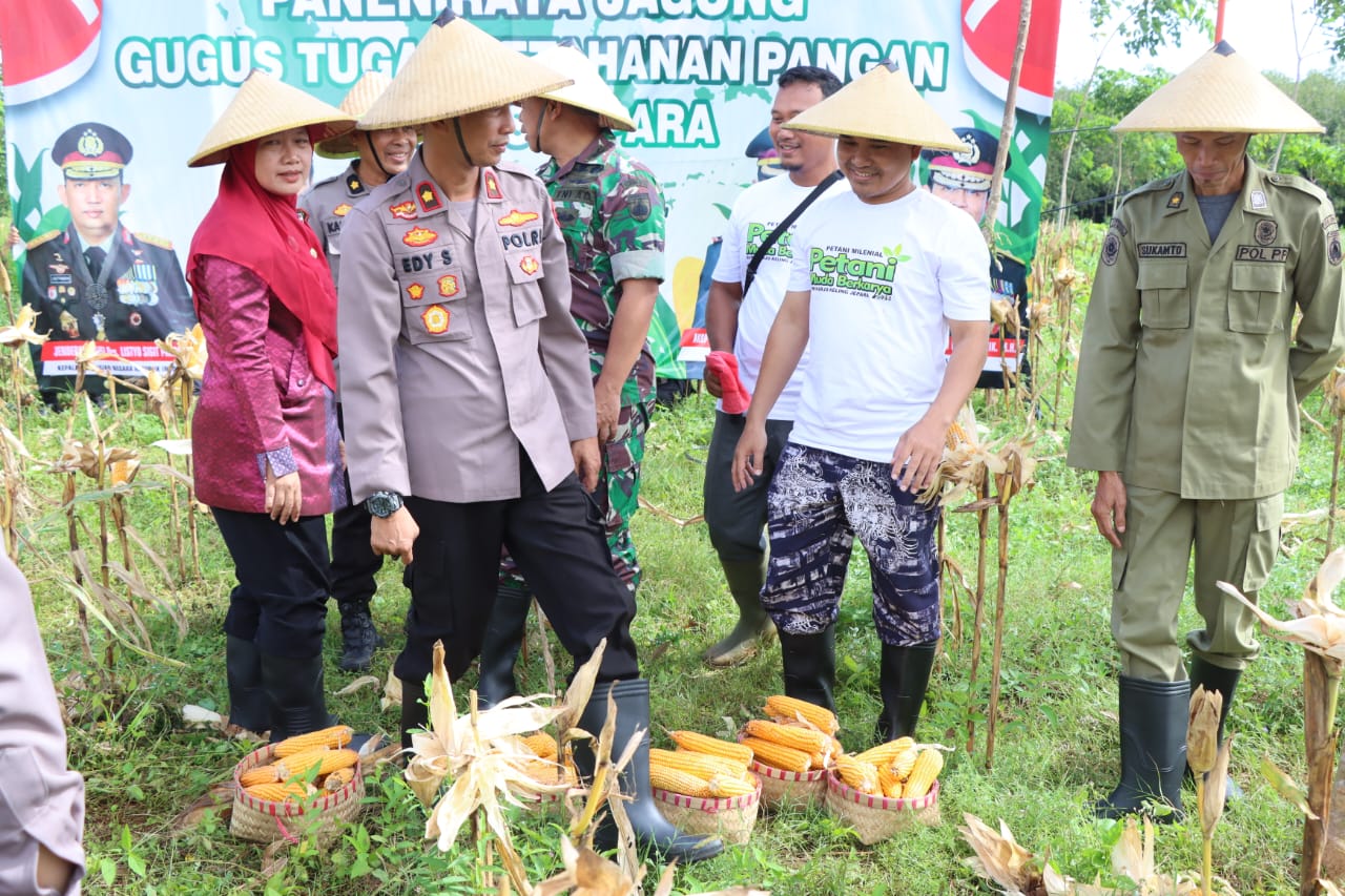 Wakapolres Jepara Panen Enam Ton Jagung, Tunjukan Komitmen Dukung Ketahanan Panga