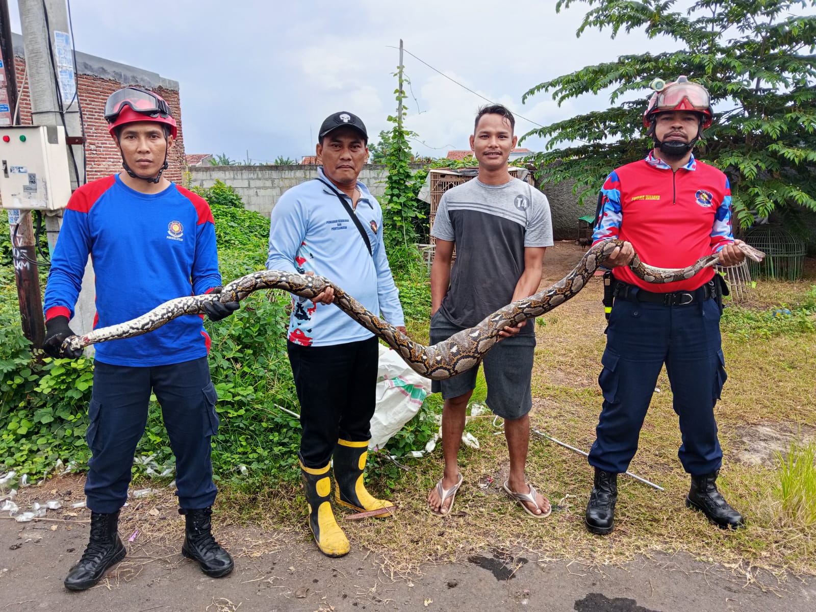 Ular Sanca Memangsa Ayam Jago Hebohkan Warga Klego Pekalongan