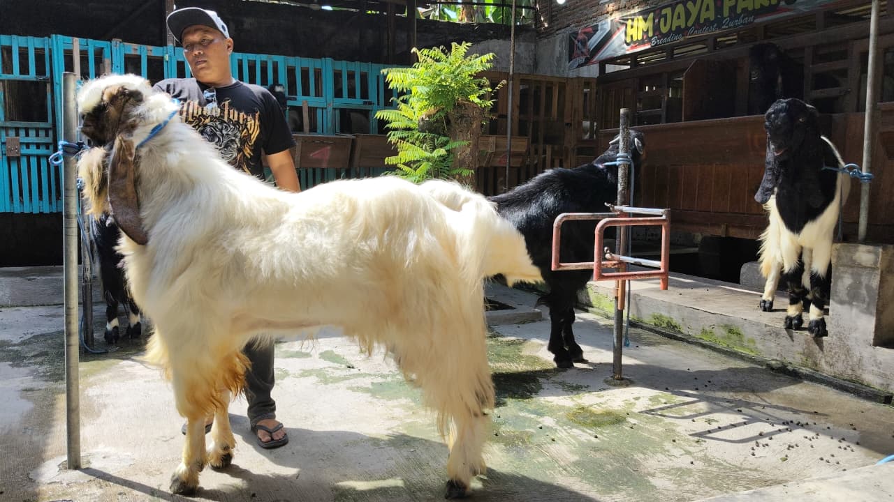 Kambing Sultan di Tegal Laris Diserbu, Tinggal Satu Ekor di Kandang