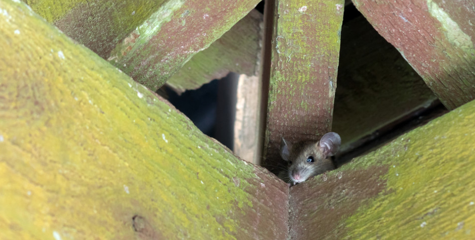 Ternyata Cukup Lakukan Cara Ini Dapat Mengusir Tikus di Plafon Rumah dengan Efektif