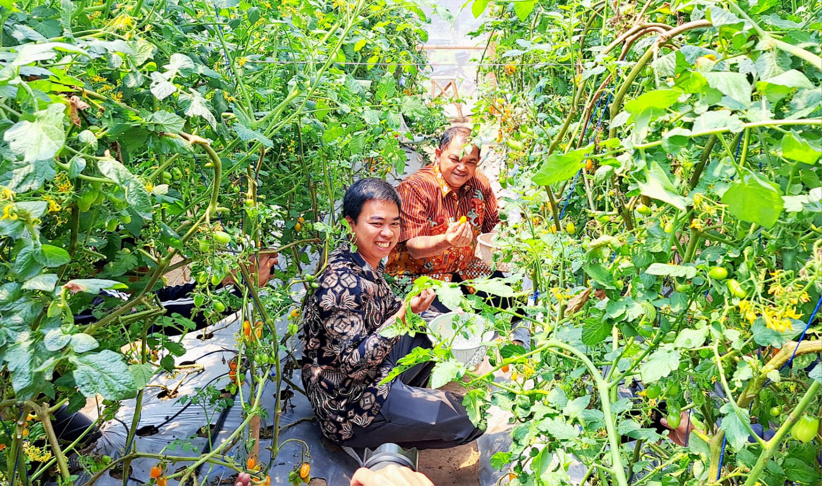 Harga Sayur Anjlok, Dispertanikap Kabupaten Semarang Genjot Sosialisasi Pertanian Organik