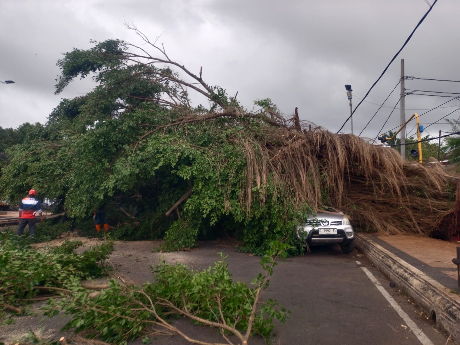 Pohon Beringin Depan Kantor Bupati Batang Tumbang, Satu Mobil Ringsek