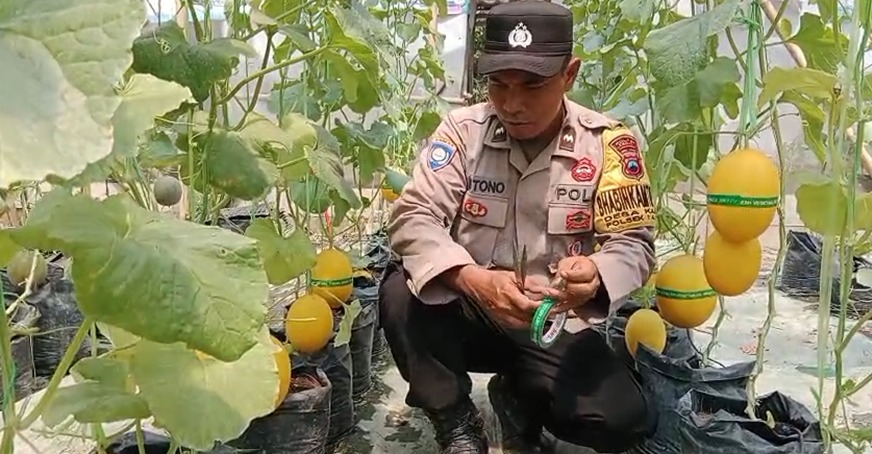Dari Tanah Kosong Jadi Ladang Harapan