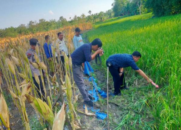 Seorang Lansia Ditemukan Tewas, Diduga Tersengat Listrik Jebakan Tikus di Sawah
