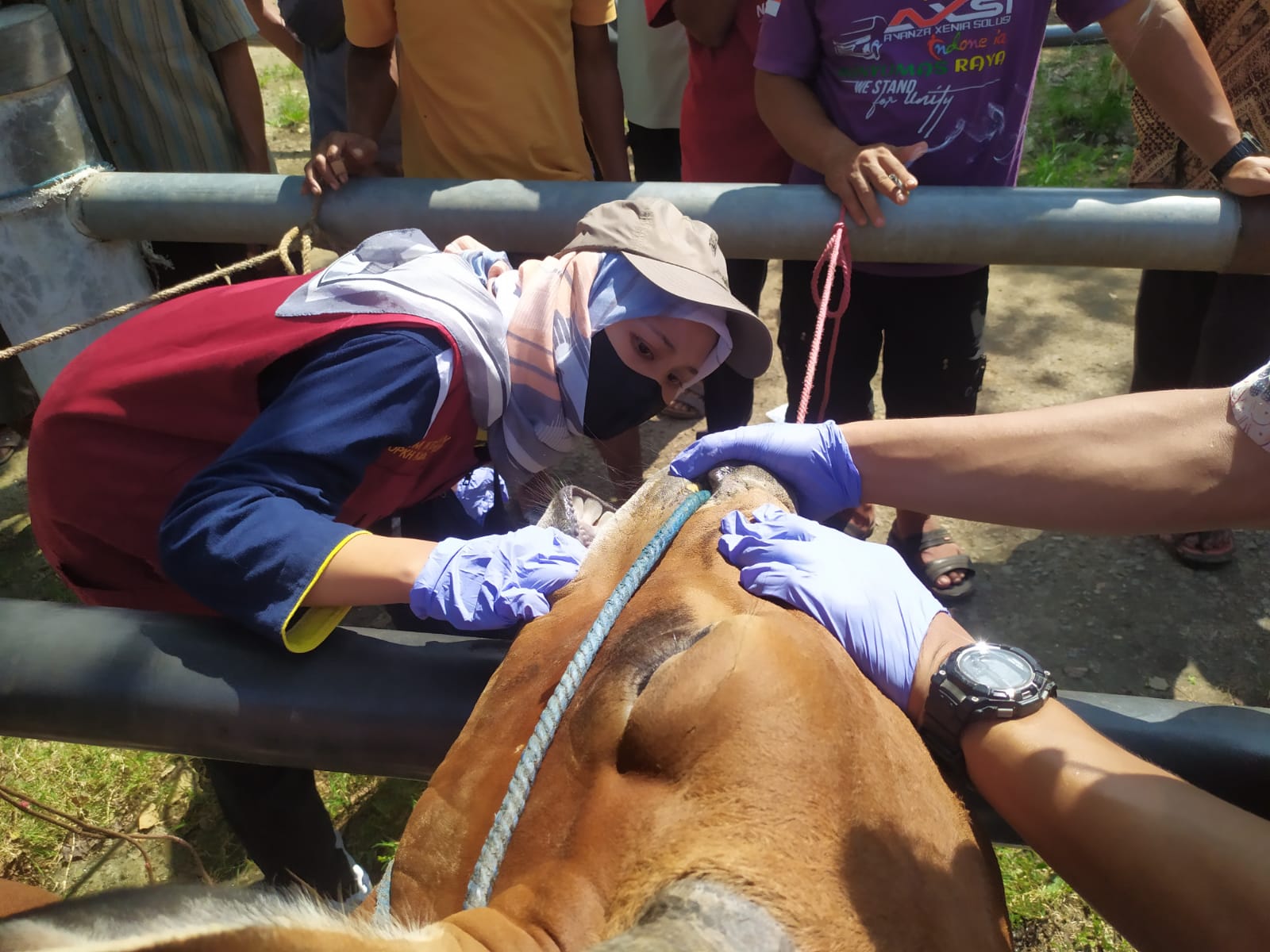 Waduh, 523 Sapi di Pemalang Suspect PMK