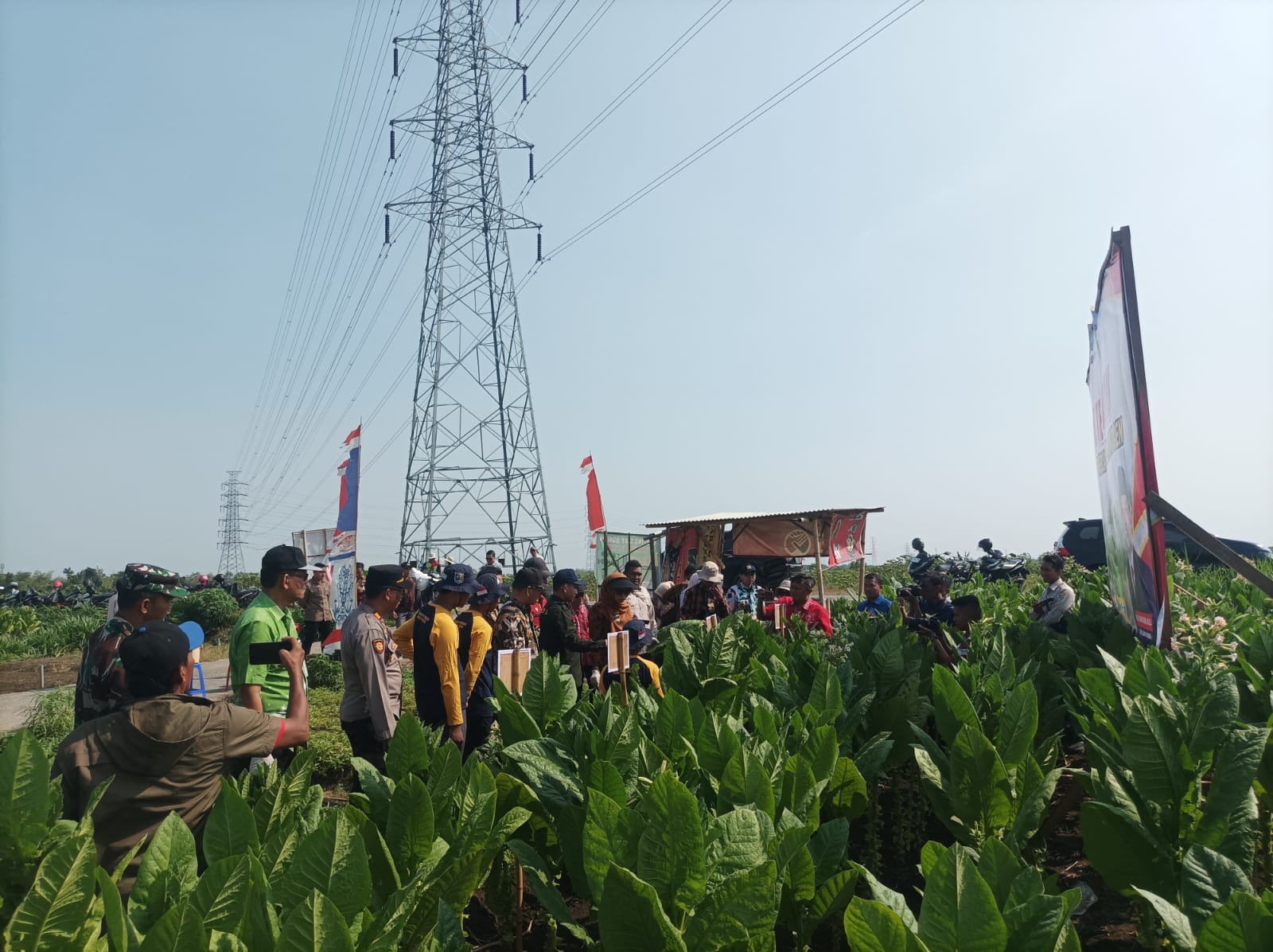 Tingkatkan Produksi Tembakau, Dinpertan Gelar FFD Demplot 