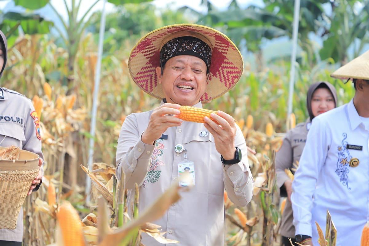 Produksi Jagung Berlimpah, Bupati Kudus Desak Bulog Hitung Potensi Panen