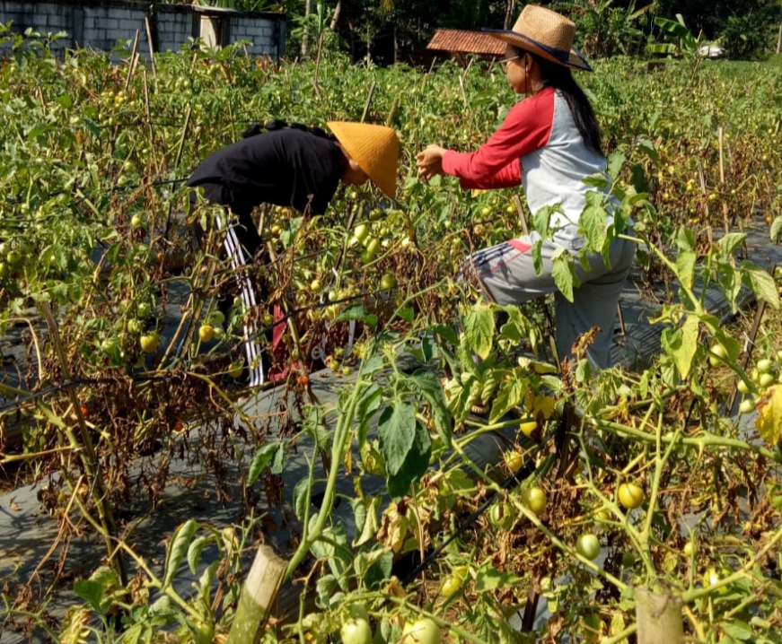 Harga Tomat Tingkat Petani di Kabupaten Pemalang Naik, Stok Justru Langka