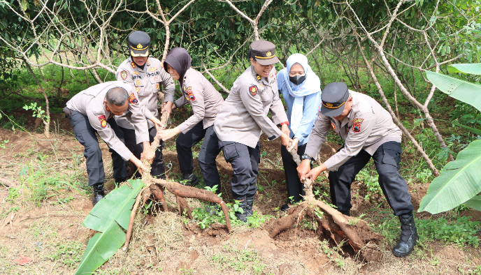 Kapolres Salatiga Panen Raya 120 Kg Singkong Gatotkaca