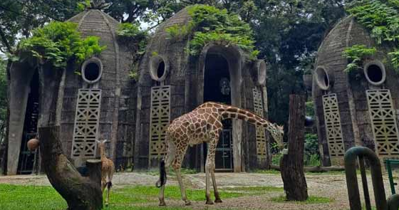 Rekomendasi 6 Kebun Binatang Terbaik di Indonesia, Bertamasya Sekaligus Menimba Ilmu Pengetahuan