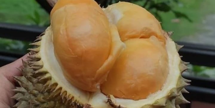 Manfaat Buah Duren untuk Kesehatan!