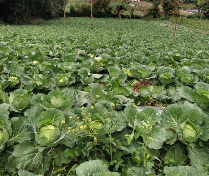 Harga Kubis di Tingkat Petani Kecamatan Pulosari Pemalang Naik, Apa Penyebabnya?