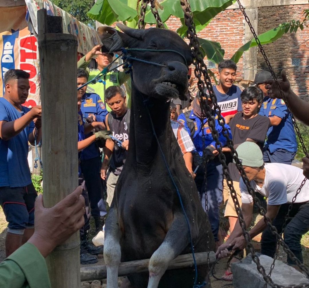 Sapi di Solo Gagal Disembelih, Keburu Mati Akibat Tercebur Sumur