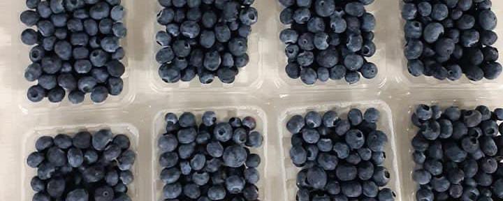 Jarang diketahui! Ini Dia Kandungan Nutrisi dan 5 Manfaat Buah Blueberry untuk Kesehatan