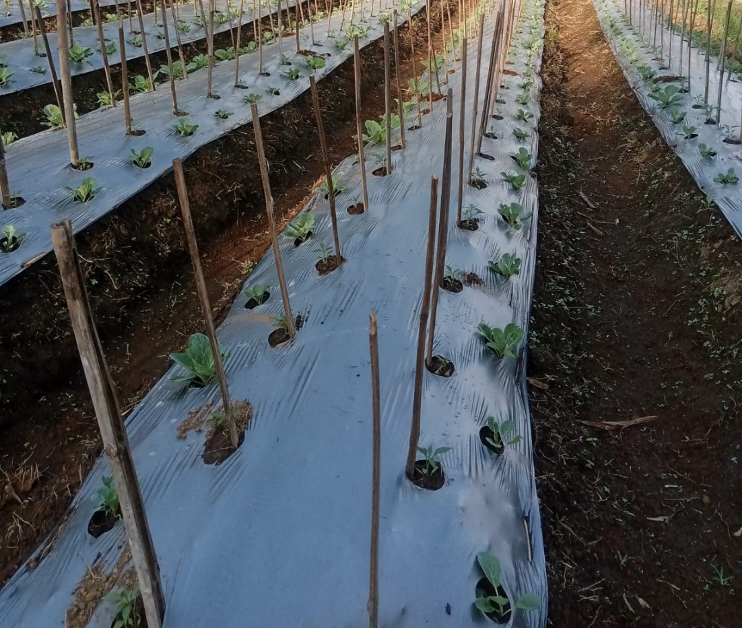 Harga Cabai Merah di Tingkat Petani di Kabupaten Pemalang Naik 