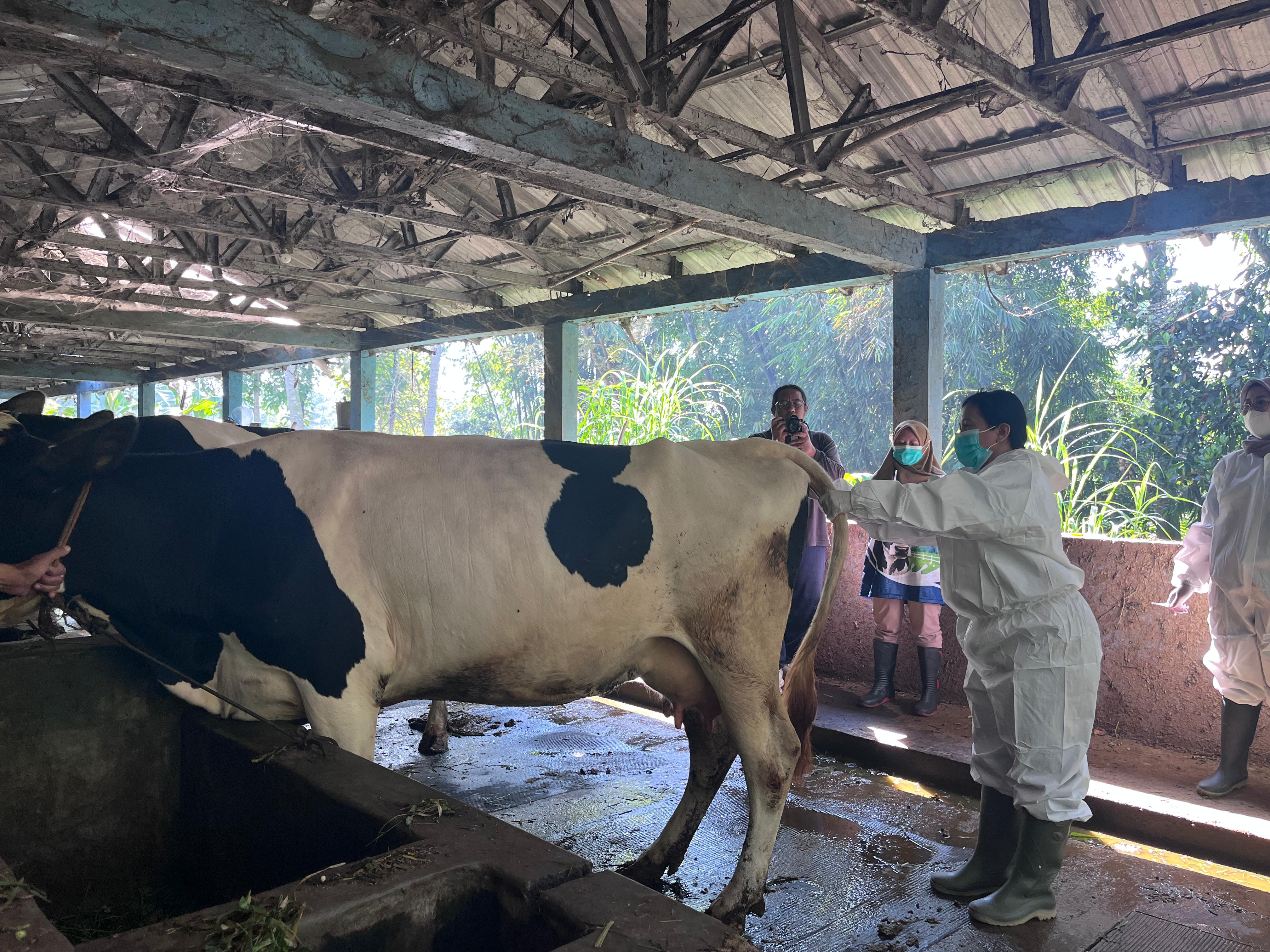 Perdana, Dispangtan Salatiga Lakukan Sinkronisasi Birahi Pada Sapi, Harapannya Melahirkan Serempak