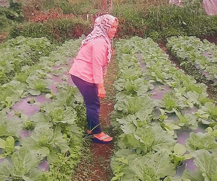 Harga Anjlok, Petani Biarkan Kubis Busuk di Lahan Pertanian 