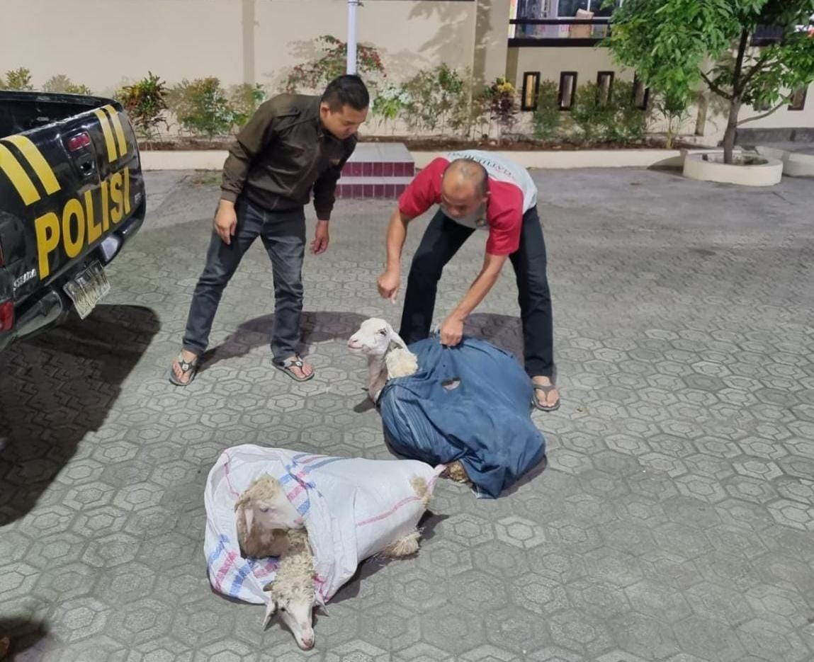 Pencuri Kambing di Brebes Kepergok Patroli Polisi, Panik Dikejar Sampai Begini 