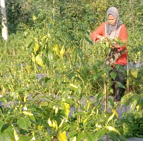 Cabai Mahal, Petani Lereng Gunung Slamet Kabupaten Pemalang Menginap di Lahan Pertanian 
