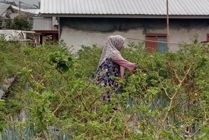 Harga Cabai Tingkat Petani di Kecamatan Pulosari Kabupaten Pemalang Melonjak