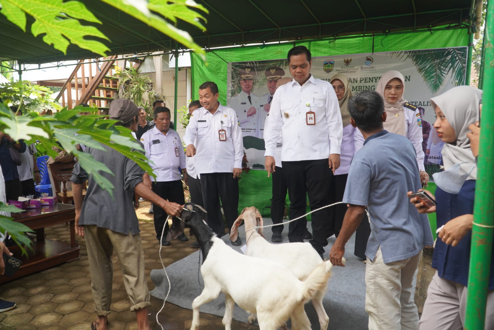 Kambing Impor Afrika Selatan Menjajah Bumi Kartini, Diklaim Lebih Berpotensi dari Kambing Lokal Jepara