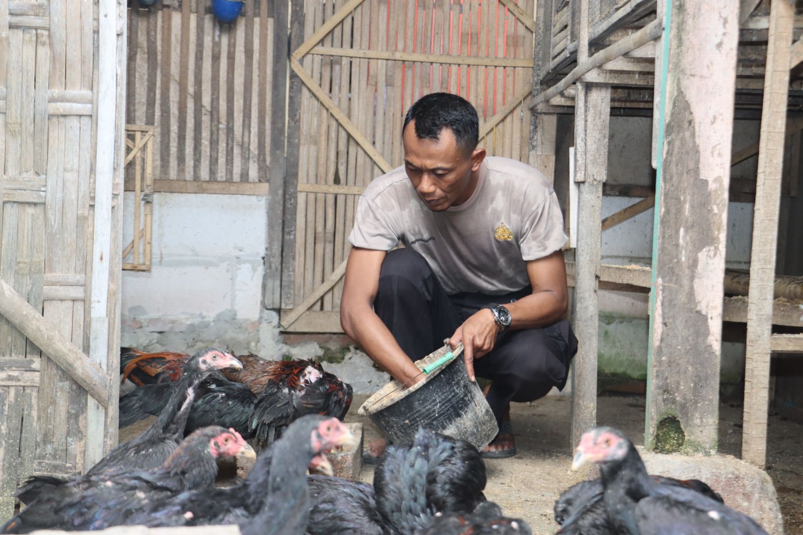 Hoby Ternak Ayam Bangkok, Bripka Irwanto Turut Jaga Ketahanan Pangan