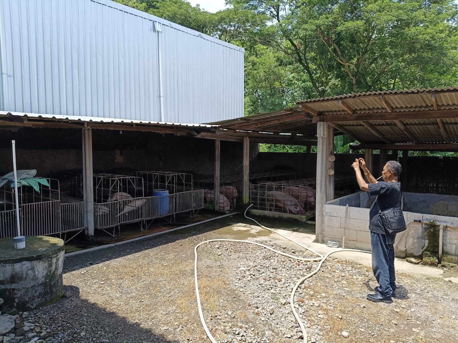 Dapur MBG Sragen Berdiri di Samping Kandang Babi Berizin, Kok Bisa !