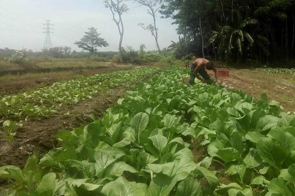 Kesulitan Air Mulai Dirasakan Petani Sayur, Produktivitas Terancam 