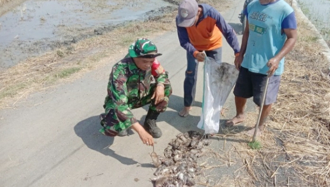 Marak Hama Tikus, Dispertan Kabupaten Pemalang Berencana Tambah Anggaran