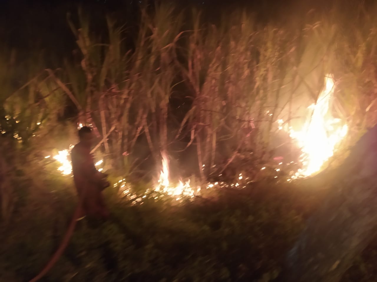 Lahan Tebu di Kramat Tegal Terbakar, Kandang Ayam dan Kebun Jati Jadi Sasaran