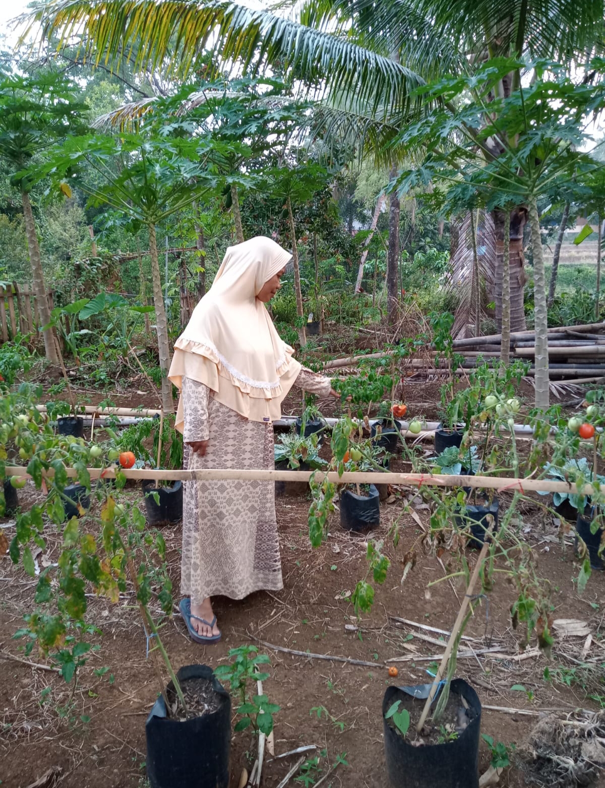 Harga Tomat di Lereng Gunung Slamet Kabupaten Pemalang Mahal dan Sulit Didapat