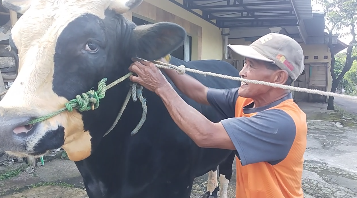 Dewomu, Sapi 1 Ton Asal Noborejo Salatiga Dibeli Presiden Prabowo Seharga Rp90 Juta