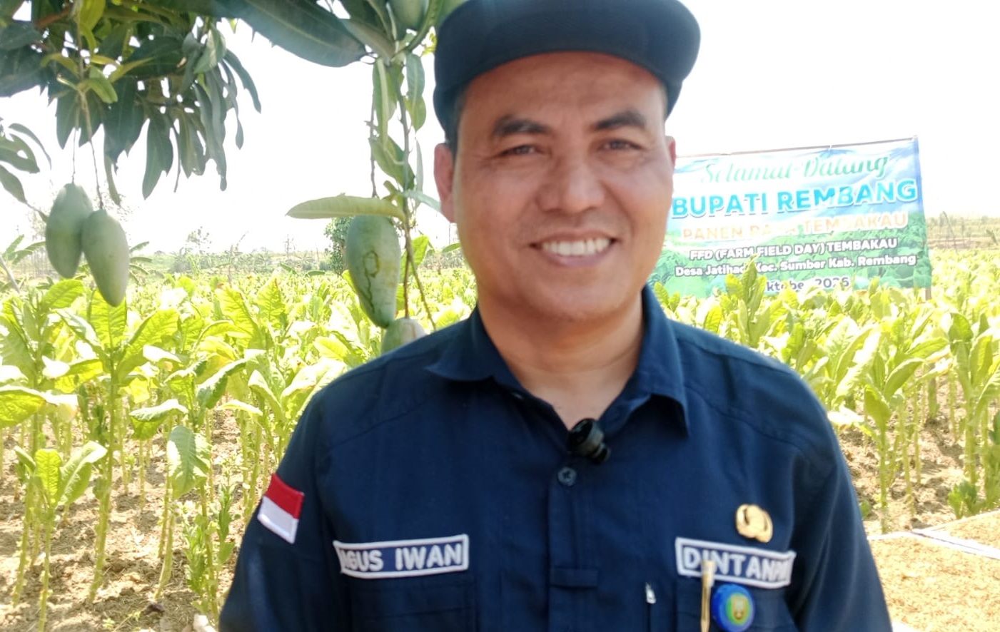 Petani Rembang Keluhkan Harga Tembakau Anjlok, Kadintanpan Ungkap Alasan Sinar Matahari Bikin Kualitas Merosot