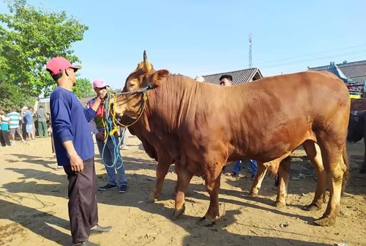 Pasar Hewan Beroperasi, Sepi Pedagang dan Pembeli