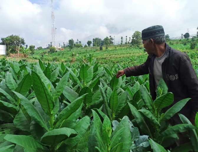 Luasan Lahan Tembakau di Temanggung Berkurang, Apa Penyebabnya?