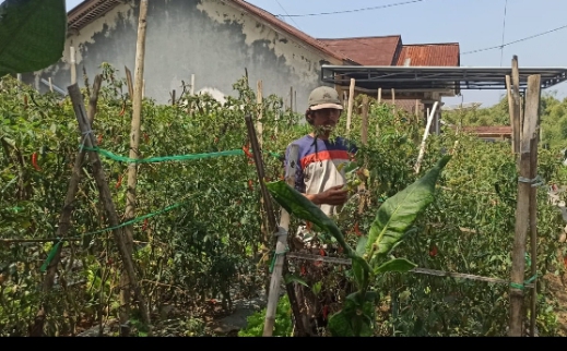 Harga Cabai Rawit Tingkat Petani di Kabupaten Pemalang Naik