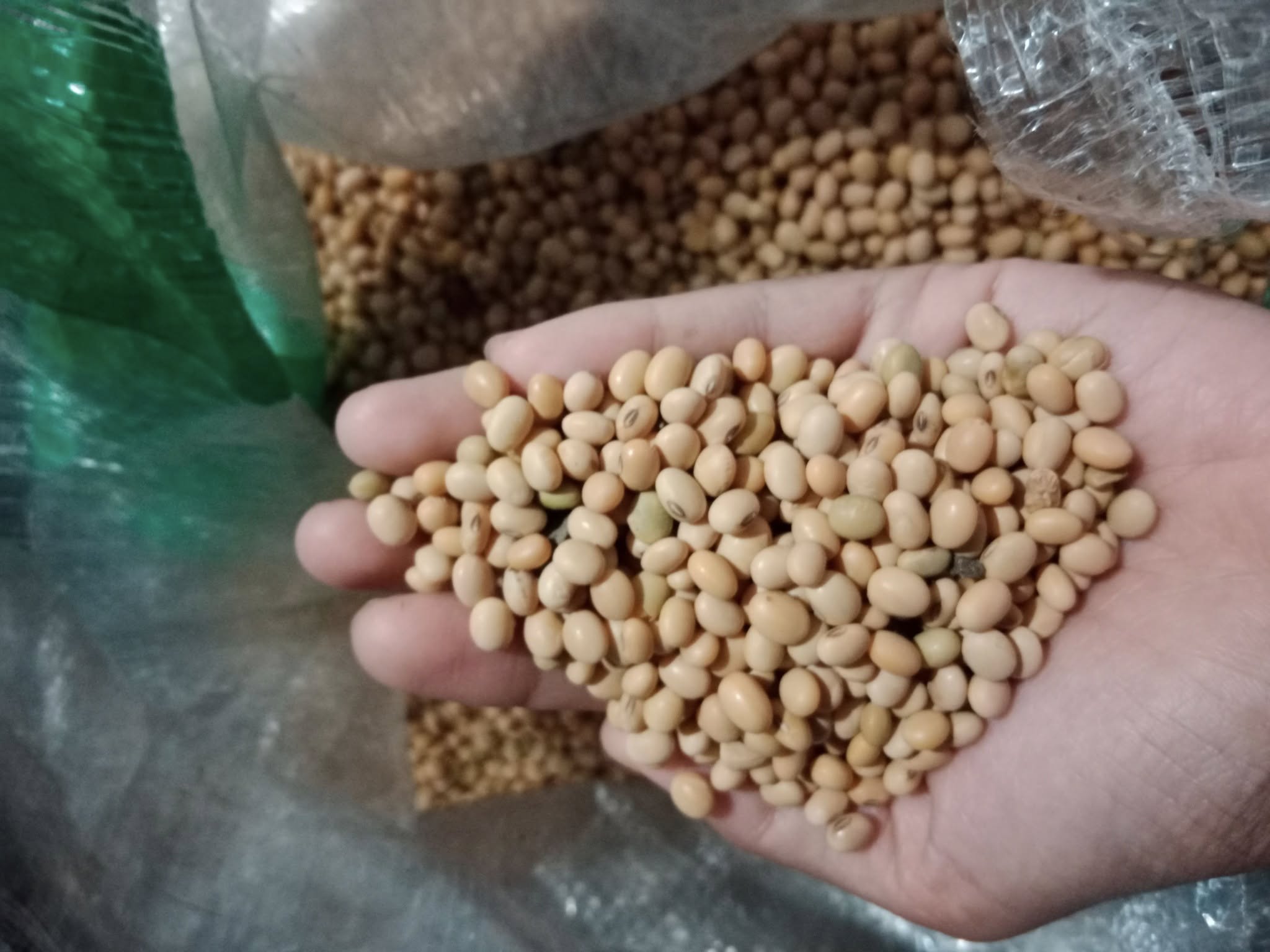 Harga Kedelai Impor di Kudus Bikin Resah Dipicu Perang Dagang AS