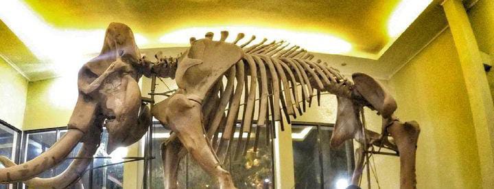 Ini Dia Tempat Wisata Edukasi Bersejarah Tentang Fosil Gajah di Blora