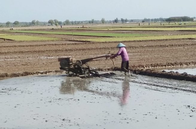 Musim Tanam Petani di Petarukan Utara Kabupaten Pemalang Sebagian Diundur