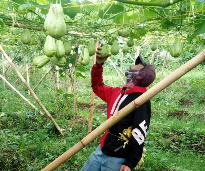 Kemarau, Harga Labu Siam di Kecamatan Pulosari Kabupaten Pemalang Naik 