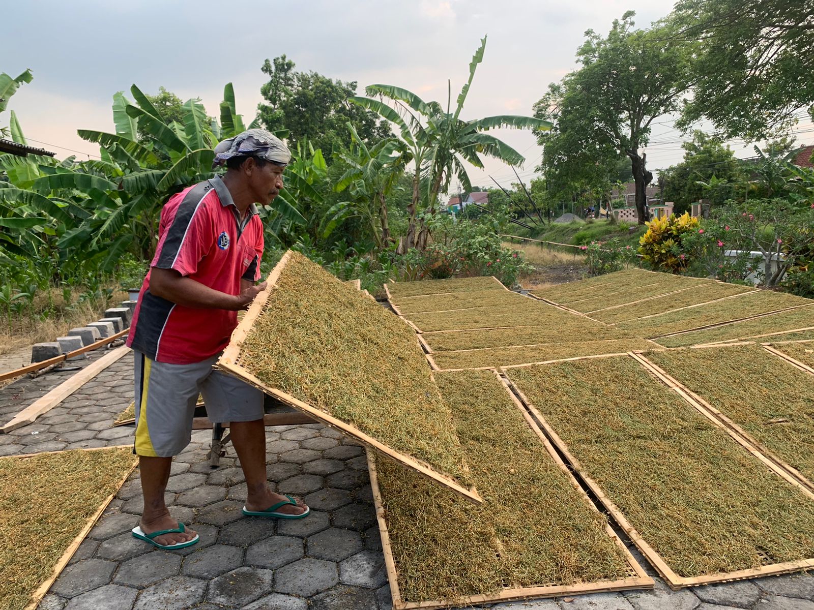 Harga Turun Drastis Petani Tanaman Tembakau Merugi