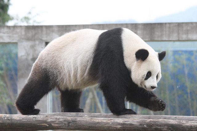 Benarkah Panda Suka Makan Bambu?Inilah 7 Fakta Menarik Tentang Panda