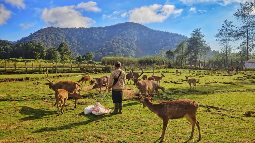 4 Aktivitas Seru di Kampung Ranca Upas Ciwidey, Destinasi Pas untuk Liburan Akhir Tahun