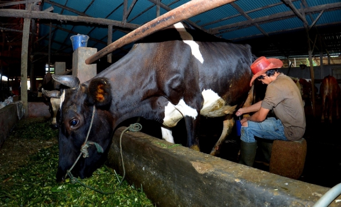 Kisah Pengusaha Pakan Ternak dari Ponorogo Ini Buktikan KUR BRI Bisa Bikin Usaha Berkembang