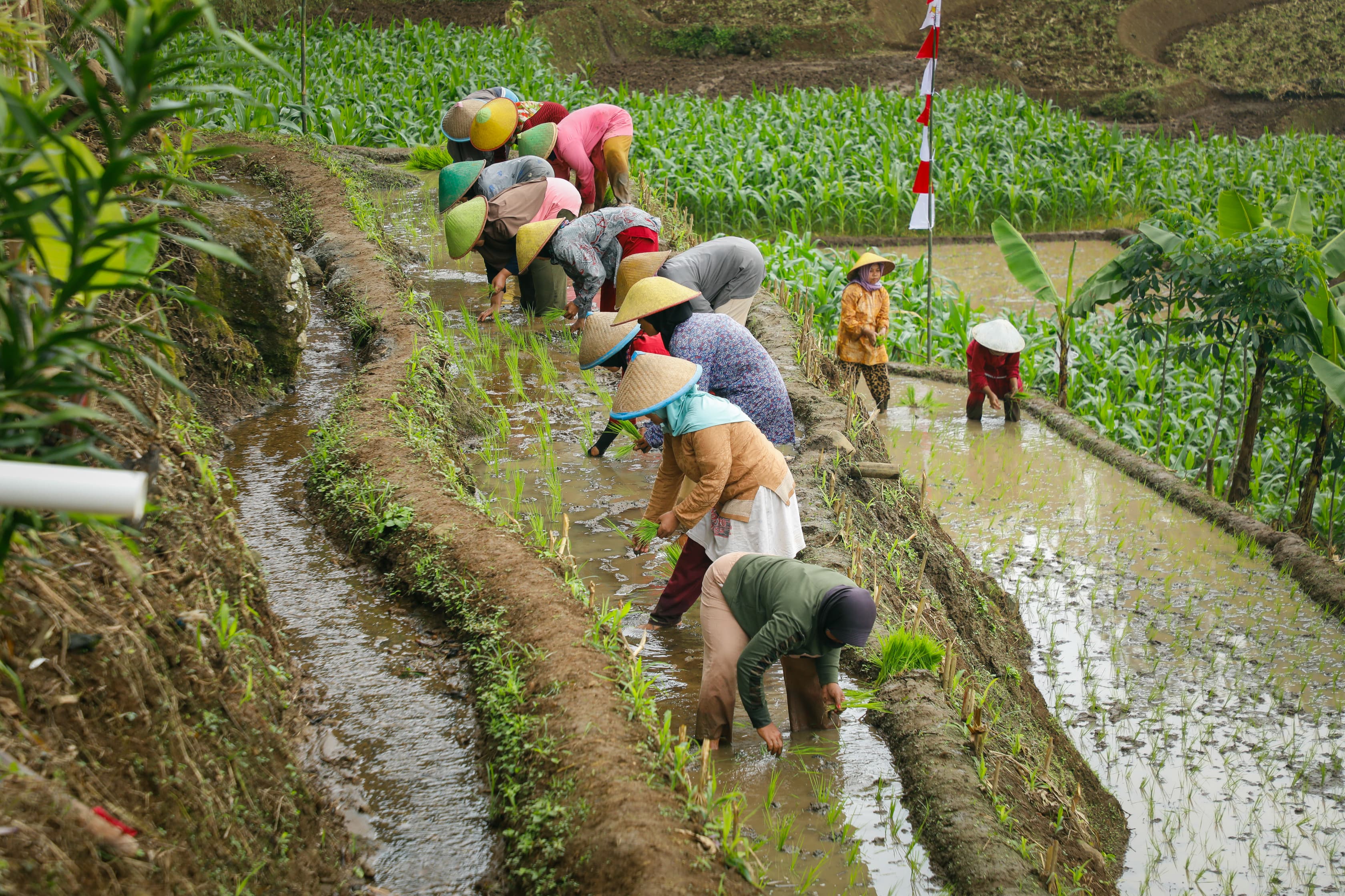 Upaya Menjaga Jateng sebagai Lumbung Pangan Nasional