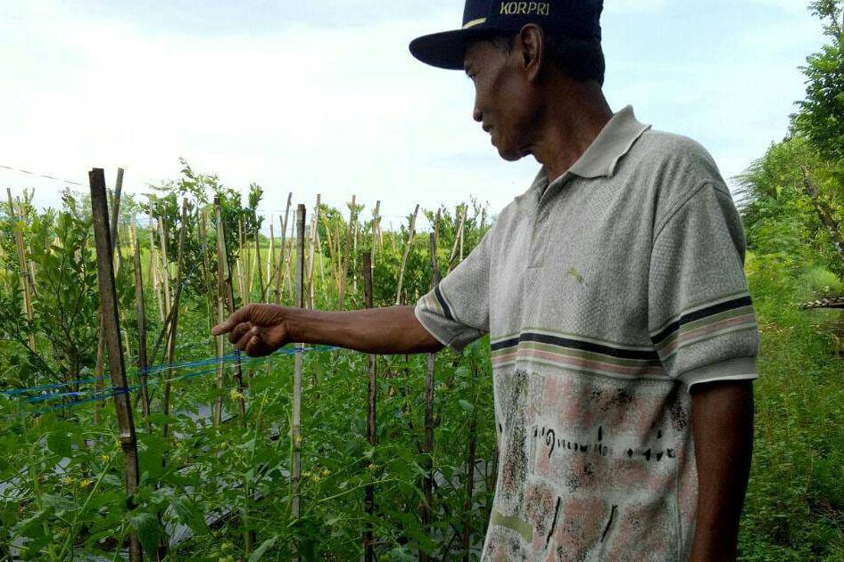 Kekurangan Air, Petani di Paguyangan Brebes Pasrah Tanamannya Membusuk