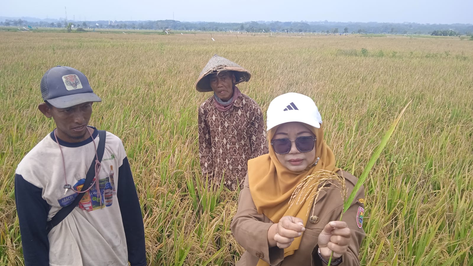 Padi Biosalin Mulai Dipanen di Lahan Rob Batang, 2 Hektare Berhasil Produksi