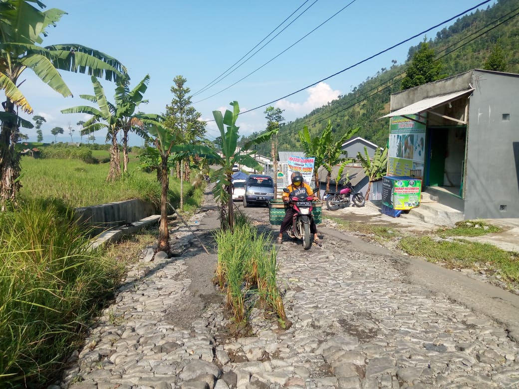 Warga Kesal Tanam Pohon di Jalan Rusak Parah  yang Tak Kunjung Diperbaiki