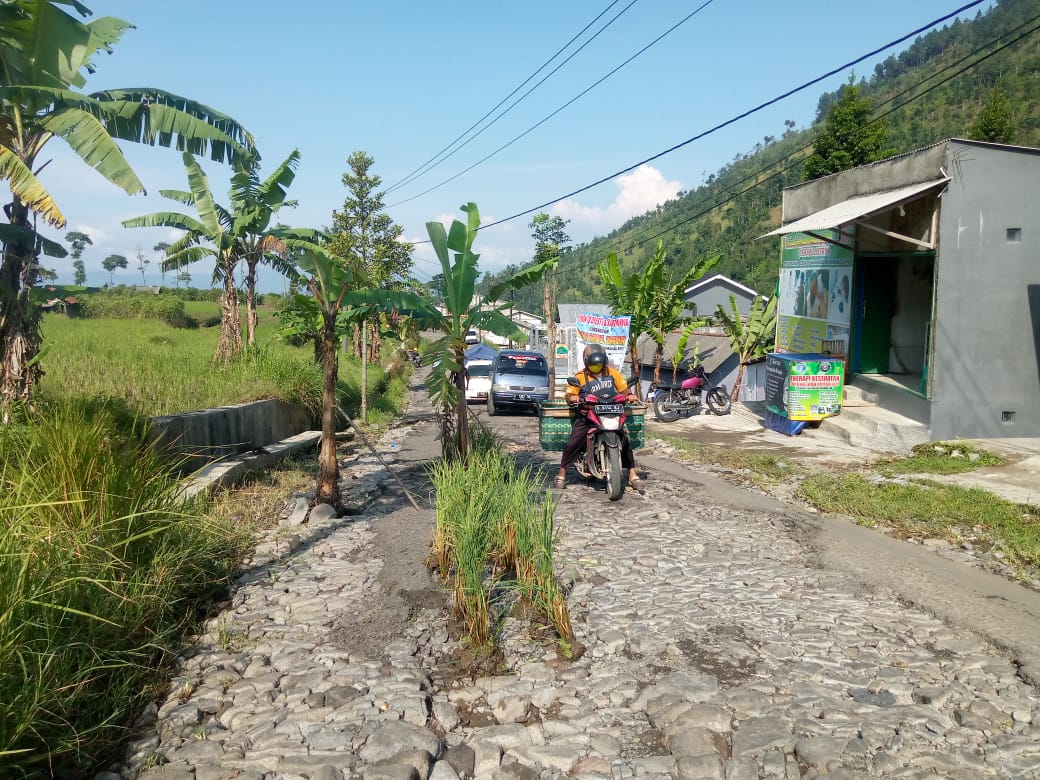 Warga Kesal Tanam Pohon Di Jalan Rusak Parah Yang Tak Kunjung Diperbaiki